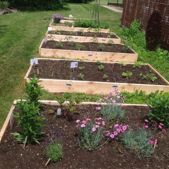 Rebuilt raised beds 2016